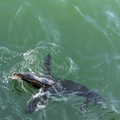 Arctocephalus forsteri (New Zealand Fur Seal) at Semaphore, SA - 27 Jan 2024 by Darcy