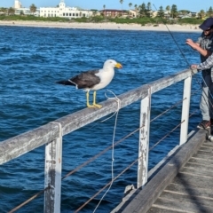 Larus pacificus (Pacific Gull) at Semaphore, SA - 27 Jan 2024 by Darcy