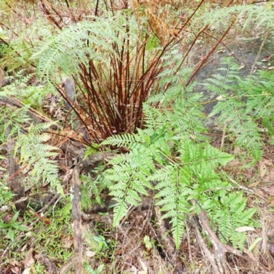 Pteris tremula (Tender Brake) at Bomaderry Creek Walking Track - 31 Jan 2024 by plants