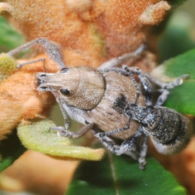 Unverified Weevil (Curculionoidea) at Namadgi National Park - 30 Jan 2024 by Harrisi