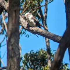 Dacelo novaeguineae (Laughing Kookaburra) at Cleland National Park - 28 Jan 2024 by Darcy