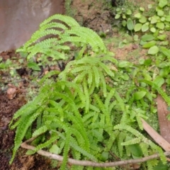 Gleichenia microphylla (Scrambling Coral Fern) at North Nowra, NSW - 30 Jan 2024 by plants