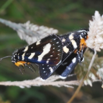 Phalaenoides tristifica (Willow-herb Day-moth) at Namadgi National Park - 30 Jan 2024 by Harrisi