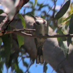 Phylidonyris pyrrhopterus (Crescent Honeyeater) at Cleland National Park - 28 Jan 2024 by Darcy