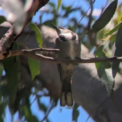 Phylidonyris pyrrhopterus (Crescent Honeyeater) at Cleland National Park - 28 Jan 2024 by Darcy