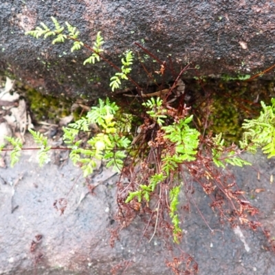 Cheilanthes sieberi subsp. sieberi (Mulga Rock Fern) at North Nowra, NSW - 30 Jan 2024 by plants