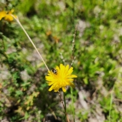 Lasioglossum (Chilalictus) sp. (genus & subgenus) (Halictid bee) at Yarramundi Grassland (YGN) - 28 Jan 2024 by Cormac