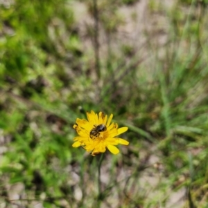 Lasioglossum (Chilalictus) sp. (genus & subgenus) at Yarramundi Grassland (YGN) - 28 Jan 2024