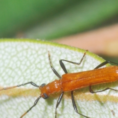 Aphanosperma orientalis (Longhorn beetle) at suppressed - 30 Jan 2024 by Harrisi