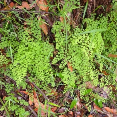 Adiantum aethiopicum (Common Maidenhair Fern) at North Nowra, NSW - 30 Jan 2024 by plants