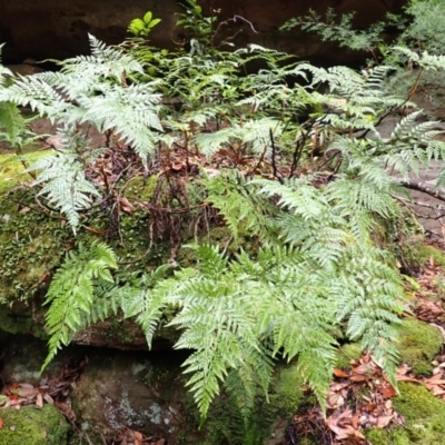 Davallia solida var. pyxidata (Hare's Foot Fern) at Bomaderry, NSW - 31 Jan 2024 by plants