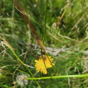 Apis mellifera at Yarramundi Grassland (YGN) - 28 Jan 2024