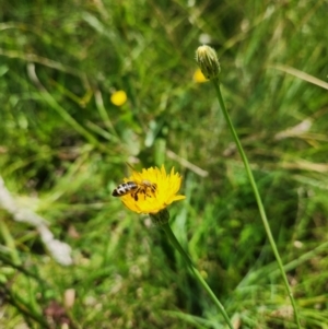 Apis mellifera at Yarramundi Grassland (YGN) - 28 Jan 2024