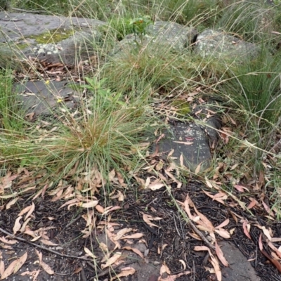 Cymbopogon refractus (Barbed-wire Grass) at Bomaderry, NSW - 31 Jan 2024 by plants