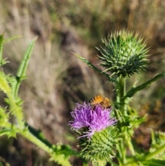 Apis mellifera (European honey bee) at St Marks Grassland (SMN) - 28 Jan 2024 by Cormac
