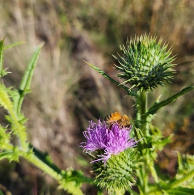 Apis mellifera (European honey bee) at Barton, ACT - 28 Jan 2024 by Cormac