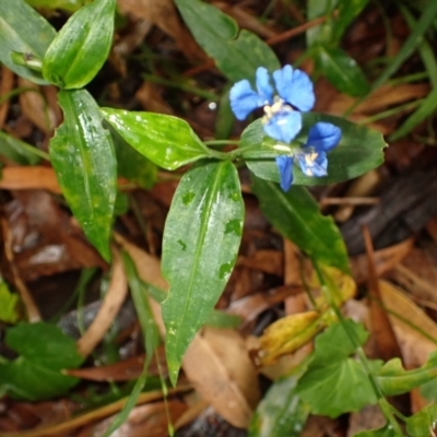 Commelina cyanea (Scurvy Weed) at Berry, NSW - 31 Jan 2024 by plants