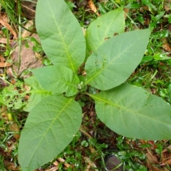 Solanum mauritianum (Wild Tobacco Tree) at Berry, NSW - 31 Jan 2024 by plants