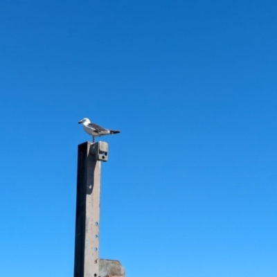 Larus pacificus (Pacific Gull) at Glenelg, SA - 29 Jan 2024 by Darcy