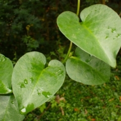 Anredera cordifolia (Madeira Vine ) at Gerroa, NSW - 31 Jan 2024 by plants