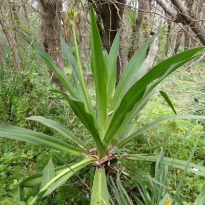 Crinum pedunculatum (Swamp Lily, River Lily, Mangrove Lily) at Berry, NSW - 31 Jan 2024 by plants
