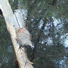 Menura novaehollandiae (Superb Lyrebird) at Moruya, NSW - 26 Jan 2024 by LisaH