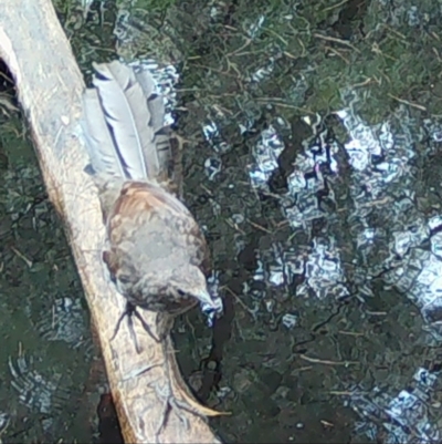 Menura novaehollandiae (Superb Lyrebird) at Moruya, NSW - 26 Jan 2024 by LisaH