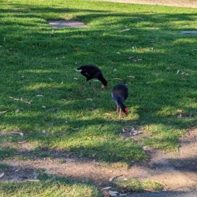 Porphyrio melanotus (Australasian Swamphen) at Adelaide, SA - 29 Jan 2024 by Darcy