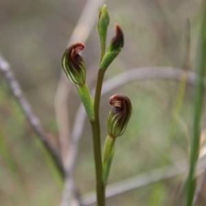 Speculantha rubescens at Tallong, NSW - 31 Jan 2024