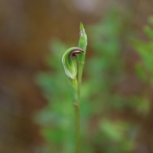 Speculantha rubescens at Tallong, NSW - 31 Jan 2024