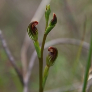 Speculantha rubescens at Tallong, NSW - suppressed