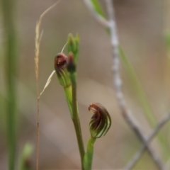 Speculantha rubescens at Tallong, NSW - suppressed