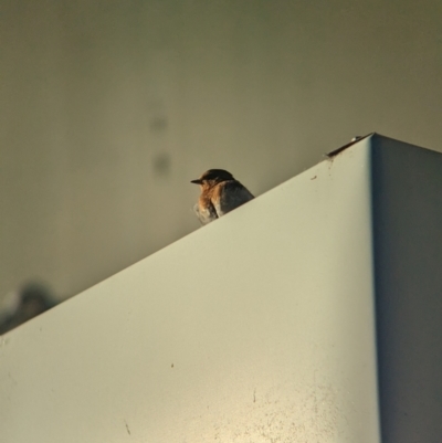 Hirundo neoxena (Welcome Swallow) at Tailem Bend, SA - 30 Jan 2024 by Darcy