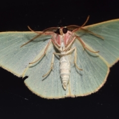 Chlorocoma assimilis (Golden-fringed Emerald Moth) at QPRC LGA - 31 Jan 2024 by DianneClarke