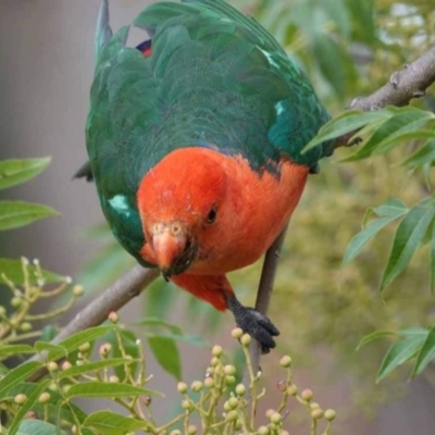 Alisterus scapularis (Australian King-Parrot) at Watson, ACT - 31 Jan 2024 by AniseStar