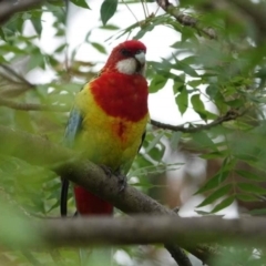 Trichoglossus moluccanus (Rainbow Lorikeet) at Watson Green Space - 31 Jan 2024 by AniseStar