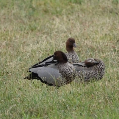 Chenonetta jubata (Australian Wood Duck) at Watson, ACT - 1 Feb 2024 by AniseStar