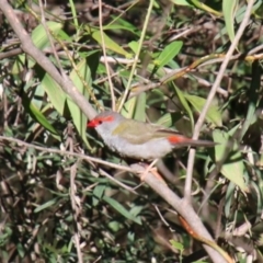 Neochmia temporalis (Red-browed Finch) at Wingecarribee Local Government Area - 17 Jan 2024 by JanHartog
