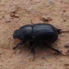 Heteronychus arator (African black beetle) at Watson Green Space - 1 Feb 2024 by AniseStar