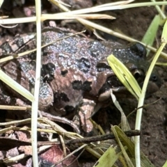 Limnodynastes tasmaniensis (Spotted Grass Frog) at Spence, ACT - 27 Jan 2024 by Watermilli