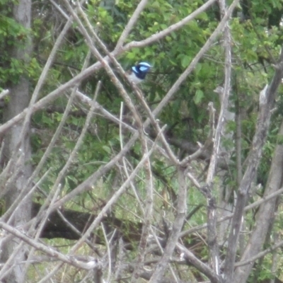 Malurus cyaneus (Superb Fairywren) at Lake Burley Griffin West - 30 Jan 2024 by JimL