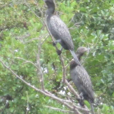 Phalacrocorax sulcirostris (Little Black Cormorant) at Sullivans Creek, Acton - 30 Jan 2024 by JimL