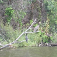 Phalacrocorax carbo (Great Cormorant) at Lake Burley Griffin West - 30 Jan 2024 by JimL