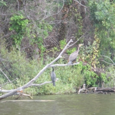 Phalacrocorax carbo (Great Cormorant) at Lake Burley Griffin West - 30 Jan 2024 by JimL