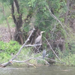 Phalacrocorax carbo at Lake Burley Griffin West - 30 Jan 2024 01:53 PM