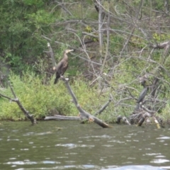 Phalacrocorax carbo at Lake Burley Griffin West - 30 Jan 2024 01:53 PM