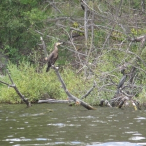 Phalacrocorax carbo at Lake Burley Griffin West - 30 Jan 2024 01:53 PM