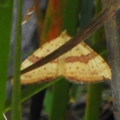 Chrysolarentia polyxantha (Yellow Carpet Moth) at Tharwa, ACT - 31 Jan 2024 by JohnBundock