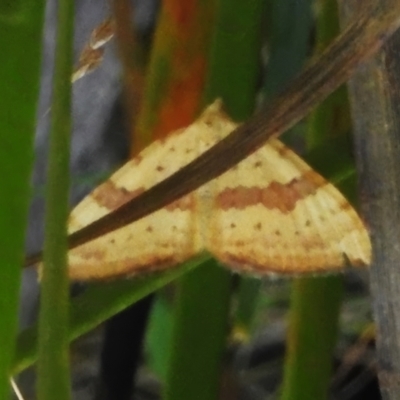 Chrysolarentia polyxantha (Yellow Carpet Moth) at Tharwa, ACT - 31 Jan 2024 by JohnBundock