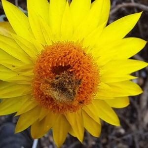 Lepidoptera unclassified IMMATURE moth at Watson, ACT - 30 Jan 2024